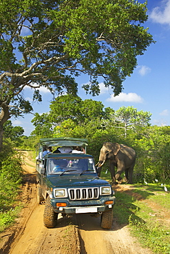 Asiatic tusker elephant (Elephas maximus maximus), close to tourists in jeep, Yala National Park, Sri Lanka, Asia