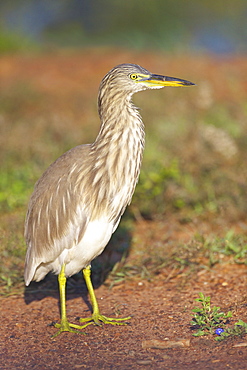 Indian Pond Heron (ardeola grayii), Yala National Park, Sri Lanka, Asia