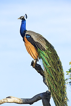 Indian Peafowl (pavo cristatus), Yala National Park, Sri Lanka, Asia