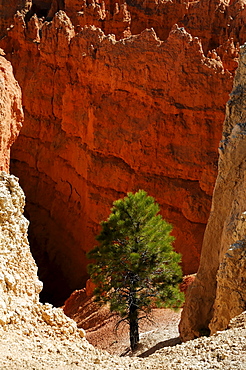 Bryce Canyon National Park, Utah, America, USA