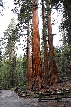 Sequoias in the Mariposa Grove, Yosemite National Park, California, USA, North America