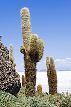 Isla del Pescado or Incahuasi island with Trichocereus pasacana cactus, Salar de Uyuni, Potosi, Bolivia, South America