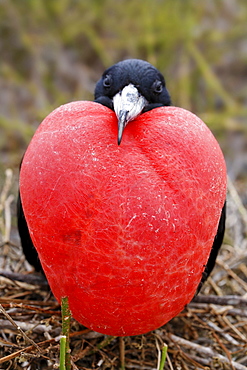 Magnificent fregate bird (Fregata magnificens) sitting on brushwood and mating with bloated throat pouch, Genovesa Island, Tower Island, Galápagos Archipelago, Ecuador, South America