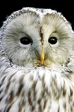 Ural Owl (Strix uralensis)