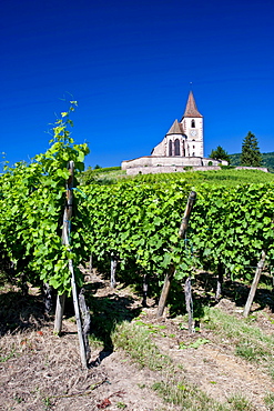 Fortified heritage church over vineyards in Hunawihr, Alsace, France, Europe