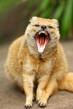 Yellow Mongoose (Cynictis penicillata) yawning