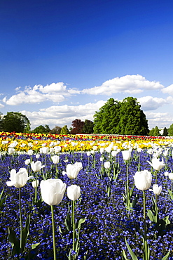 Flowers blooming in spring, Killesbergpark, Stuttgart, Baden-Wuerttemberg, Germany, Europe