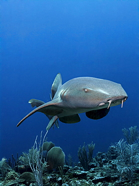 Nurse Sharks (Ginglymostoma cirratum) swimming amongst the coral reef in search of prey, barrier reef, San Pedro, Ambergris Cay Island, Belize, Central America, Caribbean