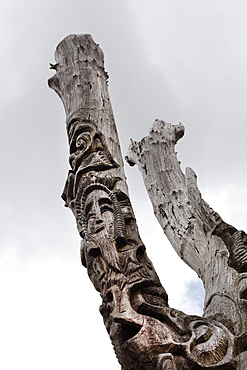 Trinity Tree, Dingle, County Kerry, Ireland, British Isles, Europe