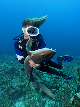 Female scuba diver holding a Caribbean Nurse Shark (Ginglymostoma cirratum), special contact on the sharks belly causes it to fall into a state of apathy, Barrier Reef, San Pedro, Ambergris Cay Island, Belize, Central America, Caribbean