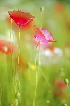 Long-headed Poppies (Papaver dubium) on a summer meadow