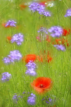 Detail of a summer meadow with Poppies (Papaver rhoeas), Germany, Europe