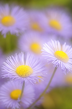 Blue Fleabane (Erigeron Hybrid), Germany, Europe