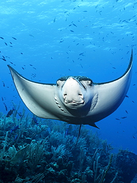 Spotted Eagle Ray (Aetobatus narinari) from the front, frontal, swimming above a coral reef, Hopkins, Dangria, Belize, Central America, Caribbean