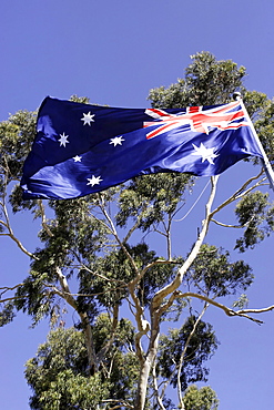 Australian flag and eucalyptus tree