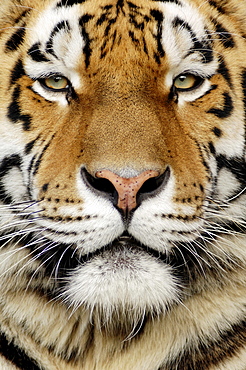 Siberian Tiger (Panthera tigris altaica), portrait