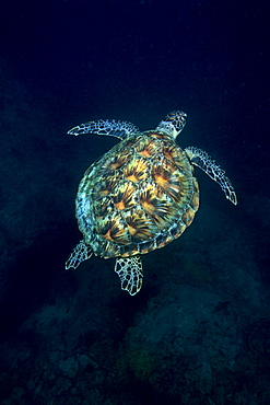 Green Sea Turtle (Chelonia mydas) swimming over a coral reef, Musandam, Oman, Middle East, Indian Ocean