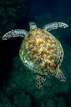 Green Sea Turtle (Chelonia mydas) swimming above a coral reef, Musandam, Oman, Middle East, Indian Ocean