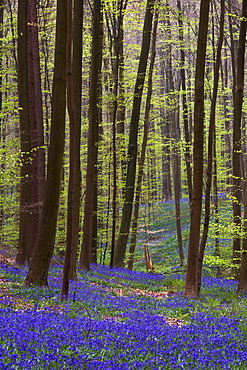 Forest with bluebells, Hallerbos, Hall, Flanders, Belgium, Europe