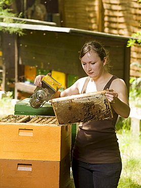 Female apprentice beekeeper and beehive, Berlin, Germany, Europe