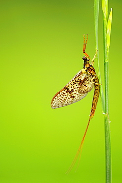 Mayfly (Ephemeroptera) on blade of grass