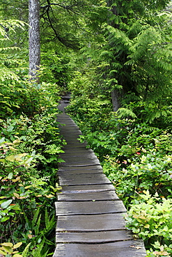 Cape Flattery Trail through temperate rainforest, Makah Indian Reservation, Olympic Peninsula, Washington, USA