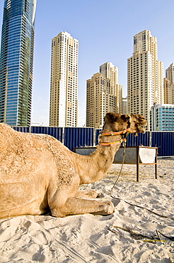 On the beach of Dubai Marina, Dubai, United Arab Emirates, Middle East