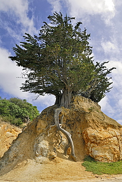 Pineapple Rock with a macrocarpaea tree, Otago Peninsula, Dunedin, South Island, New Zealand