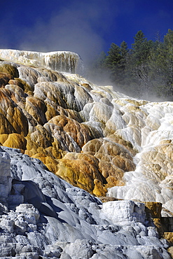 Palette Spring Terrace, Lower Terraces, limestone sinter terraces, geysers, hot springs, colorful thermophilic bacteria, microorganisms, dead trees, Mammoth Hot Springs Terraces, Yellowstone National Park, Wyoming, United States of America, USA