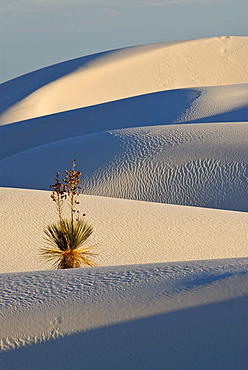 Yucca palm in the White Sands National Monument, New Mexico, USA