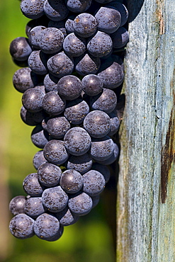 Red wine grapes