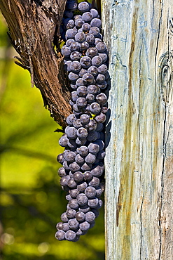 Red wine grapes