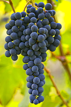 Red wine grapes