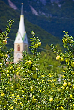 Apple tree, behind the steeple in Kaltern an der Weinstrasse, South Tyrol, Italy, Europe