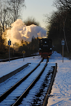 Rasender Roland, Ruegen narrow gauge train, historic steam-powered narrow gauge railway and tourist attraction at the entrance to Baabe station, Ruegen, Mecklenburg-Western Pomerania, Germany, Europe