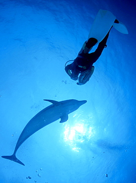 Bottlenose Dolphin (Tursiops truncatus) and scuba diver, Bahamas, Central America