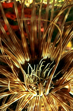 Tube Anemone (Cerianthus membranaceus), Cyprus, Mediterranean