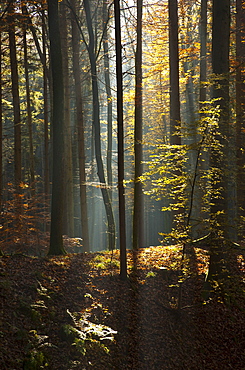 Sun rays in an autumn forest, Feldbach, Styria, Austria, Europe