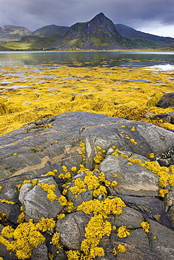 Malnes, island of Vestvagoya, Lofoten, Norway, Scandinavia, Europe