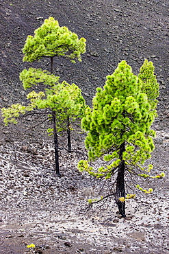 Young pine trees growing on volcanic rock in the Teide National Park, UNESCO World Heritage Site, Tenerife, Canary Islands, Spain, Europe