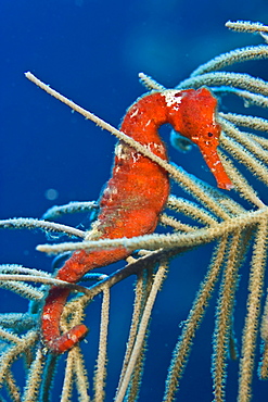 Red Longsnout Seahorse or Slender Seahorse (Hippocampus reidi) hiding among soft coral, Roatan, Honduras, Caribbean