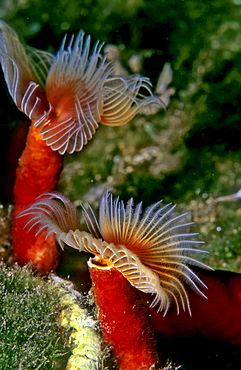 Red Tube Worm, Calcereous Tubeworm (Serpula vermicularis), Mediterranean Sea