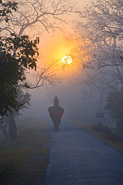 Elephant and rider in the mist under the rising sun, UNESCO World Natural Heritage Site of Kaziranga National Park, Assam, North East India, India, Asia