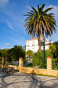 Palm tree in front of a colonial home, Cherchell, Algeria, Africa