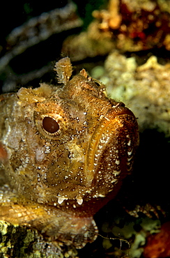 Small Red scorpionfish Scorpaena notata, Mediterranean Sea.