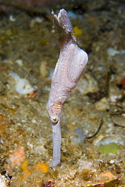 Robust Ghost Pipefish, Solenostomus cyanopterus.