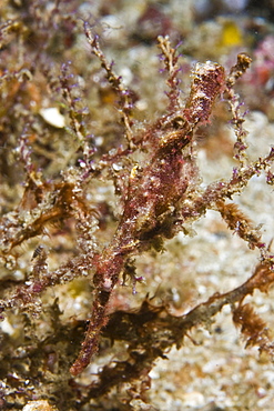 perfectly camouflaged. Robust Ghost Pipefish, Solenostomus cyanopterus, mimic the seagrass in which they live.