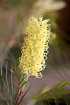 Needlewood Hakea, Pin Bush, Water Tree (Hakea leucoptera), flower, Outback, Northern Territory, Australia