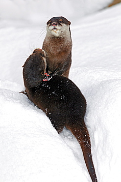 Asian Small-clawed Otter, Oriental Small-clawed Otter, Oriental Short-clawed Otters (Aonyx cinerea) (Amblonyx cinerea) two in winter in snow