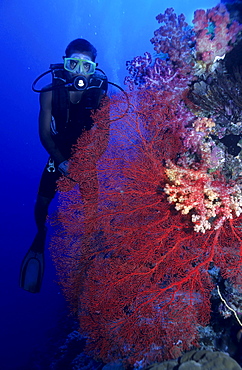 Diver swims behind a Gorgonia.